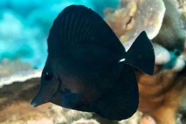 Longnose surgeonfish