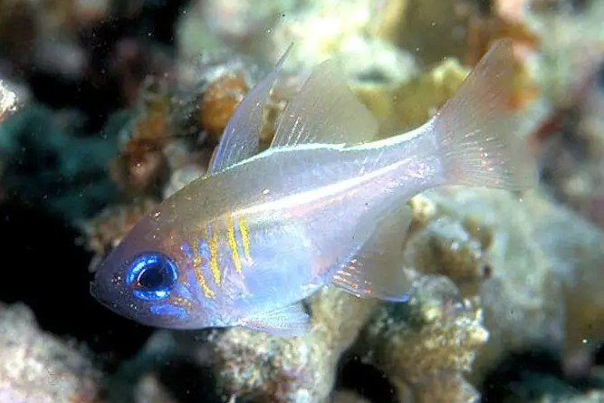 Zoramia leptacantha