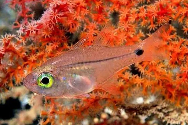 Pearl cardinalfish