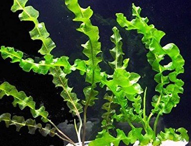 Aponogeton capuronii