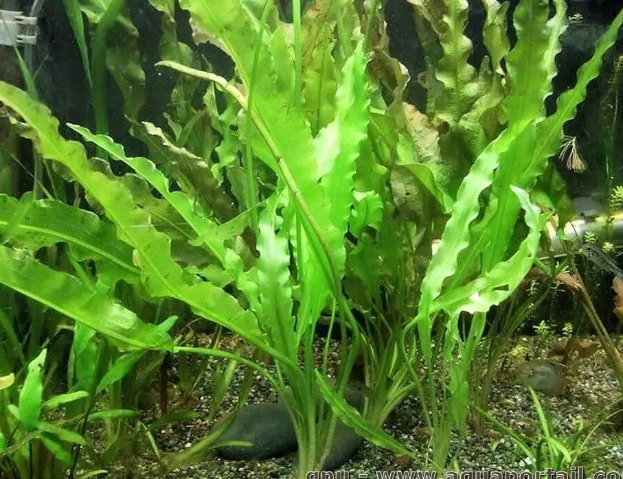 Aponogeton crispus