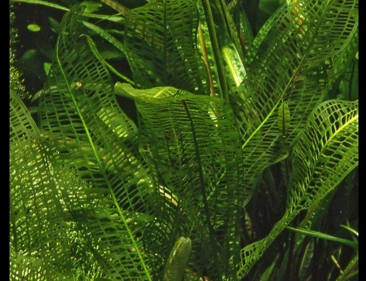 Aponogeton madagascariensis